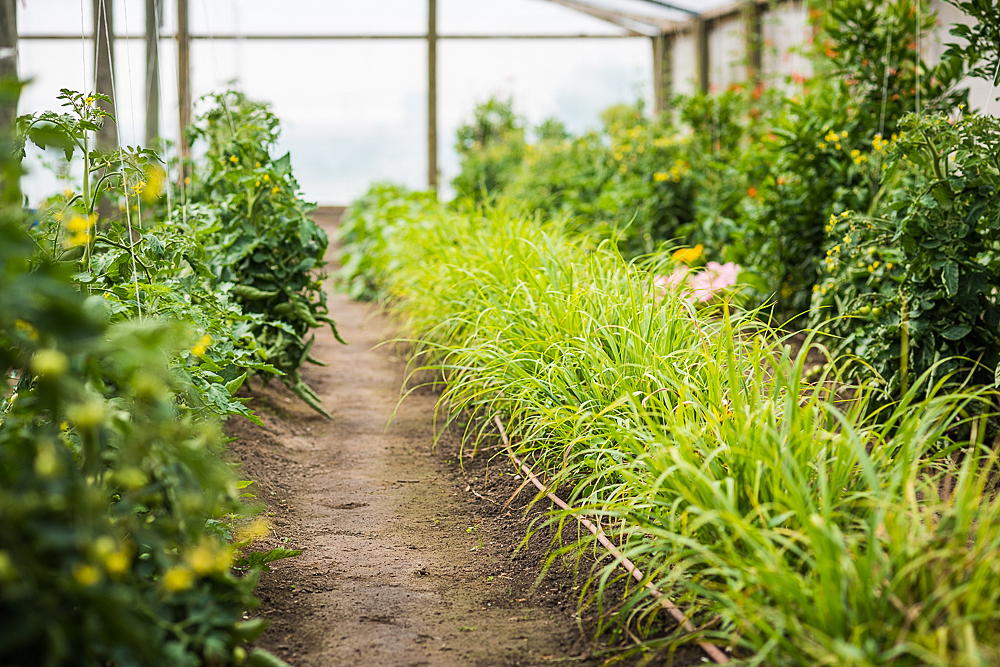 Book an Asian Cooking Class Online Oriental Cuisine Lessons Christchurch